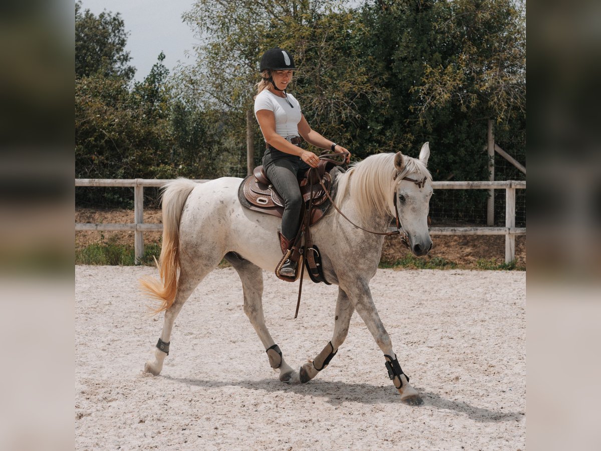 Árabe egipcio Caballo castrado 5 años 154 cm Tordo in Peratallada