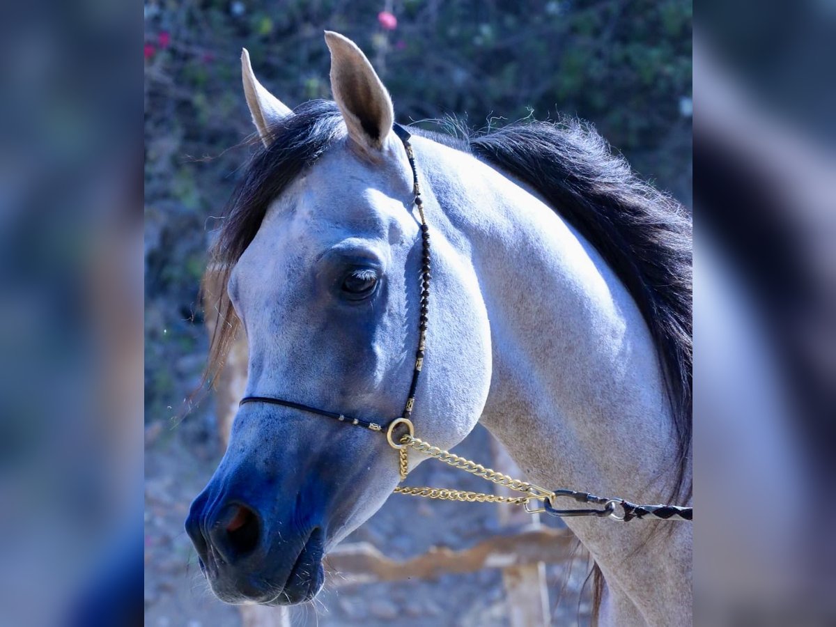 Árabe egipcio Caballo castrado 6 años 160 cm White/Blanco in Giza