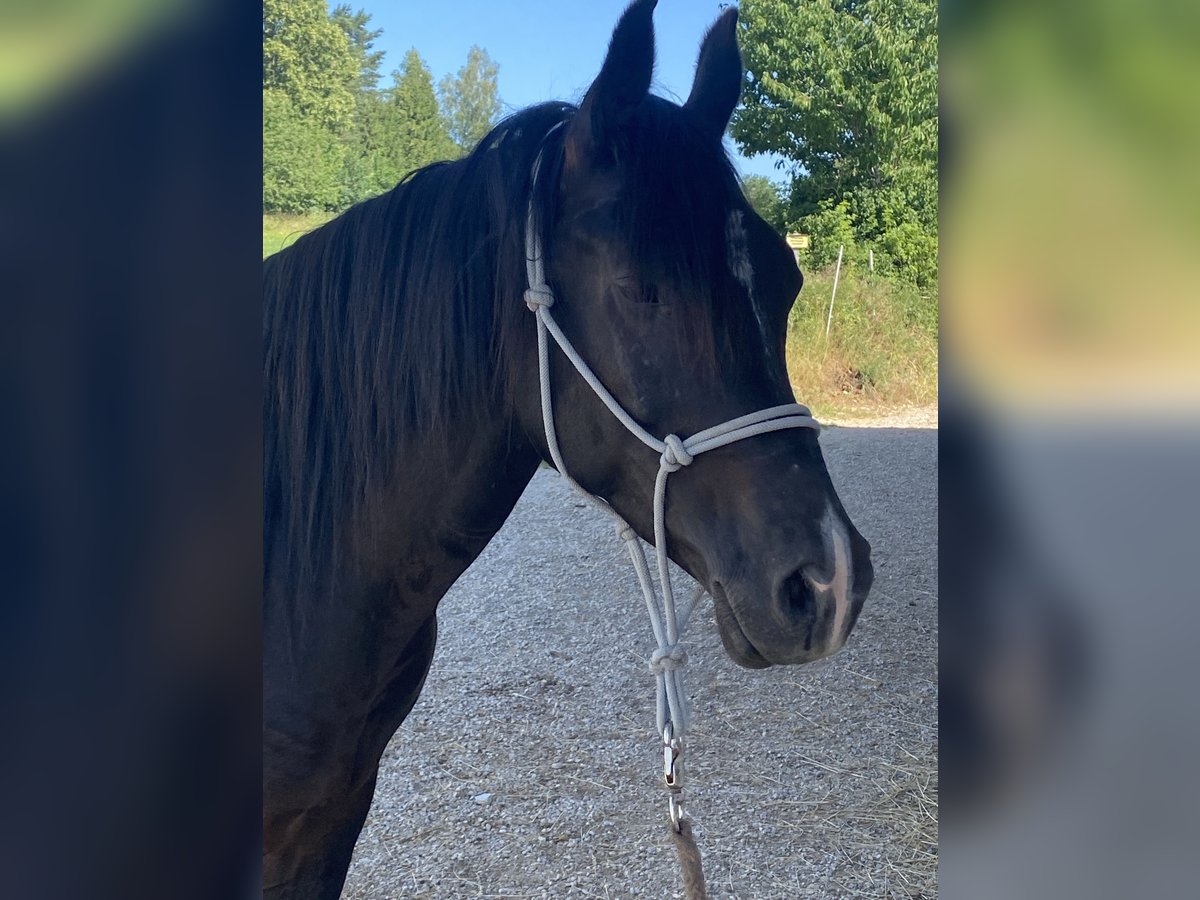 Árabe egipcio Caballo castrado 7 años 150 cm Negro in Birgland