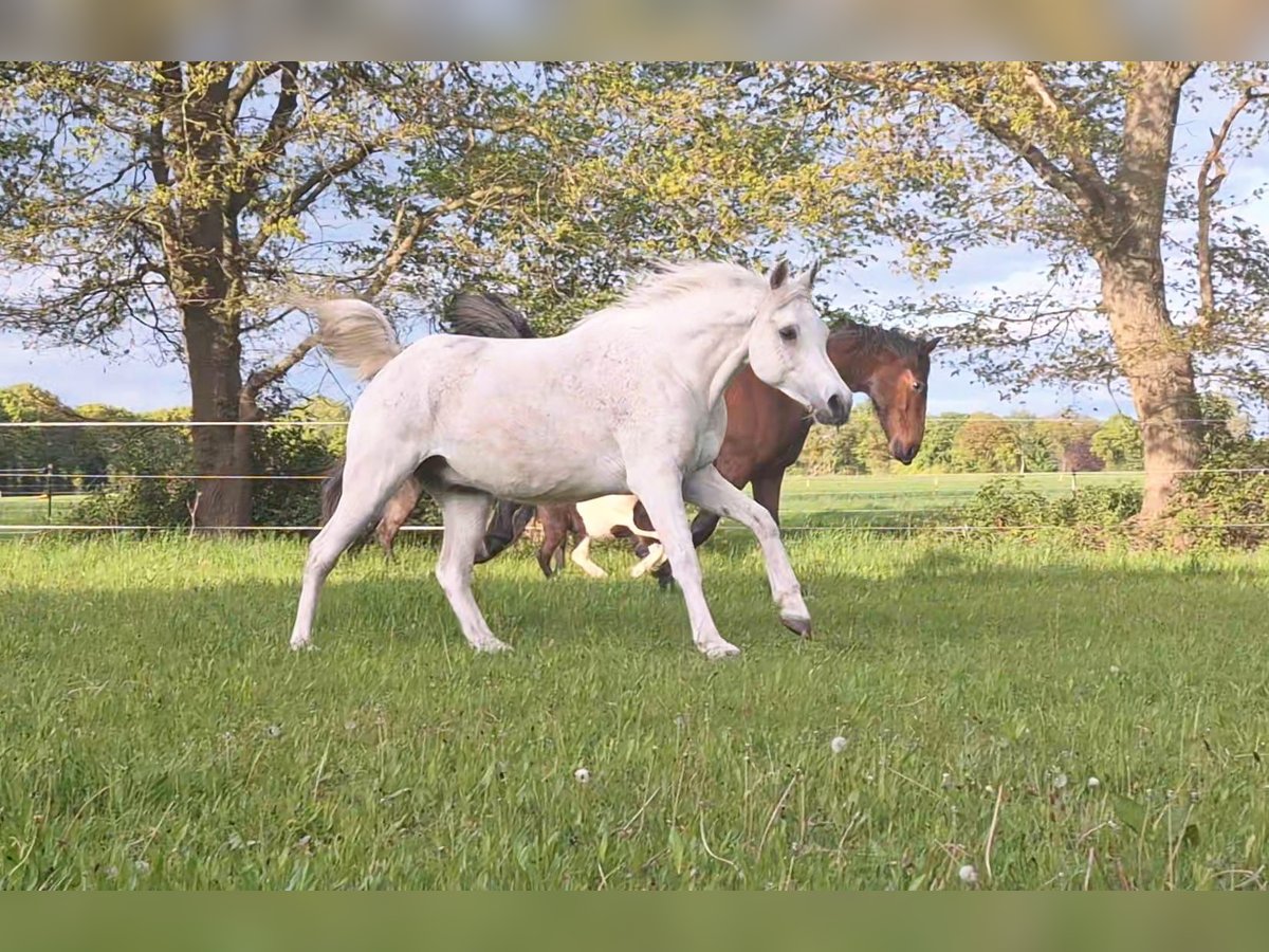 Árabe egipcio Caballo castrado 8 años 150 cm Tordo picazo in Soltau