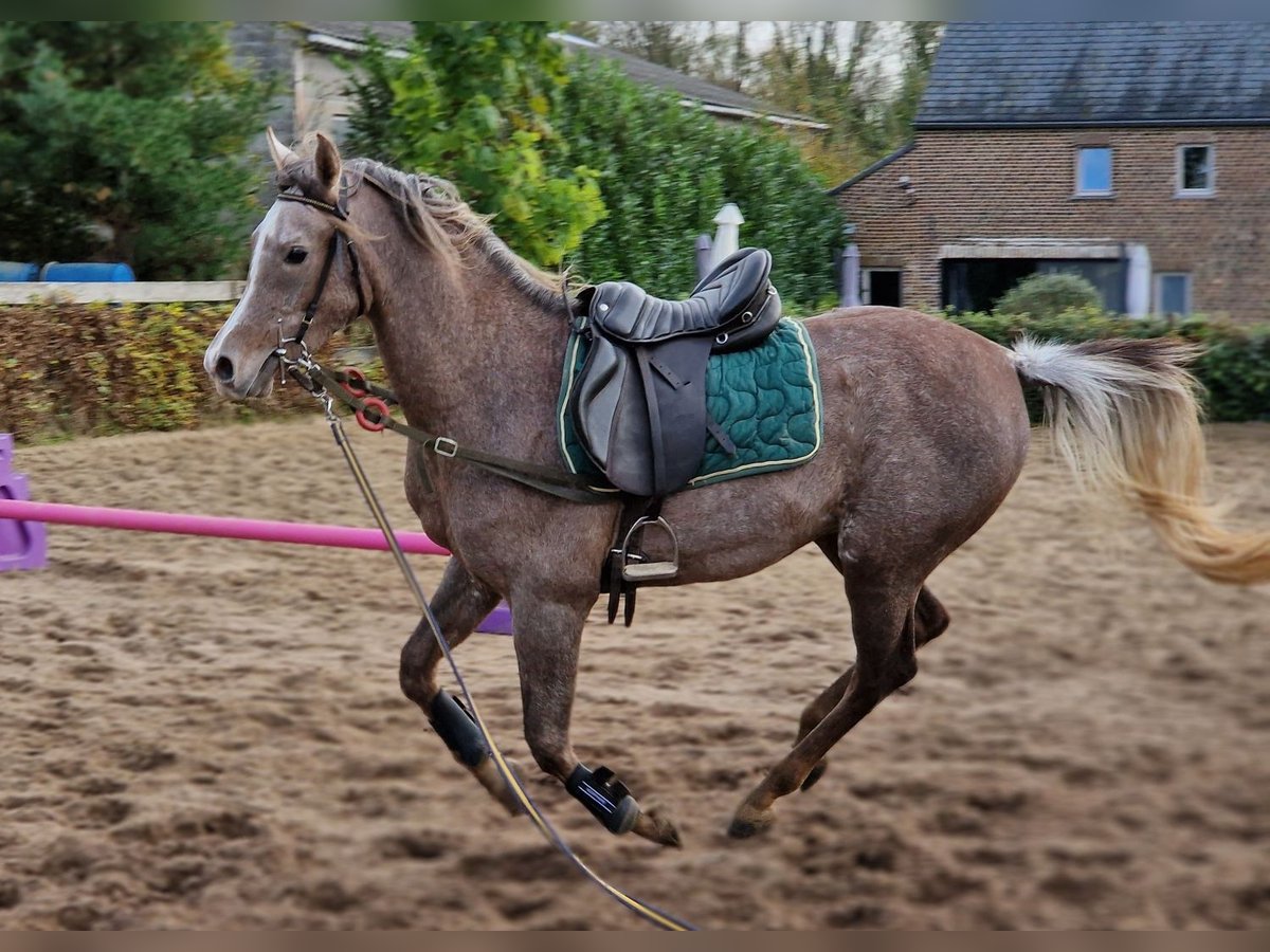 Árabe egipcio Semental 3 años 158 cm Tordo picazo in Willebringen