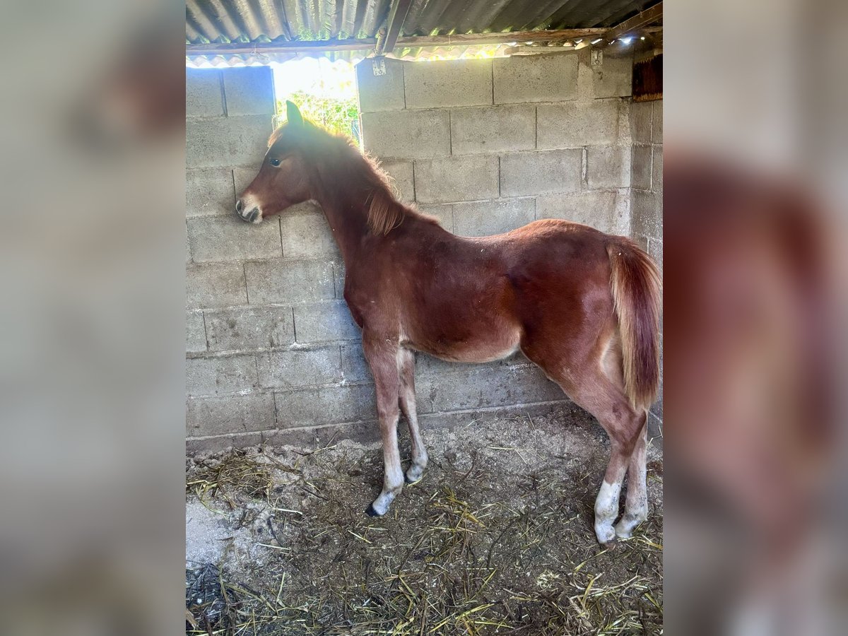 Árabe egipcio Semental Potro (05/2025) 110 cm Alazán in Capri Leone