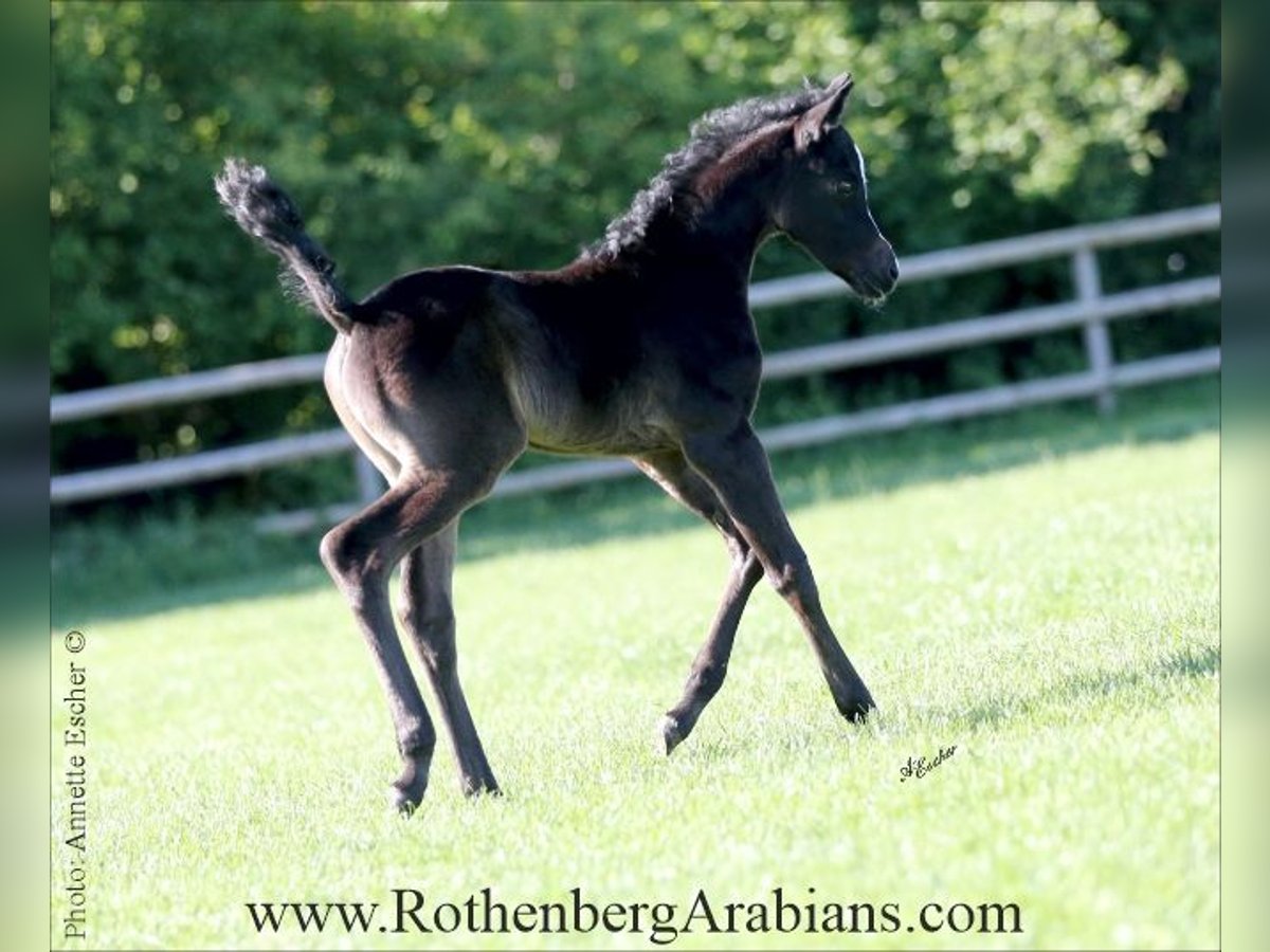 Árabe egipcio Semental  155 cm Tordillo negro in Monheim