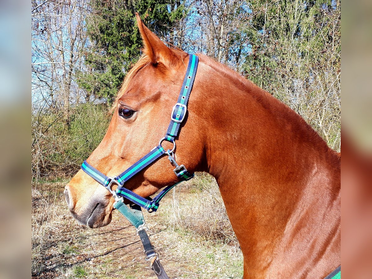 Árabe egipcio Yegua 14 años 150 cm Alazán-tostado in Ertingen