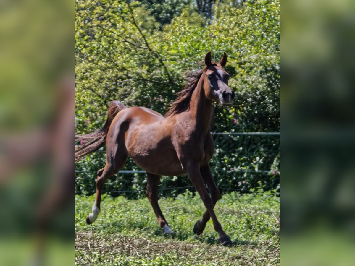 Árabe egipcio Yegua 15 años Alazán in Hetzenhausen