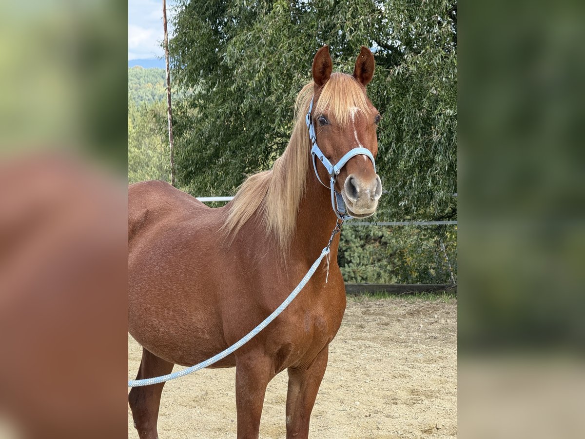 Árabe egipcio Yegua 17 años 155 cm Alazán in Neuhaus in der Wart