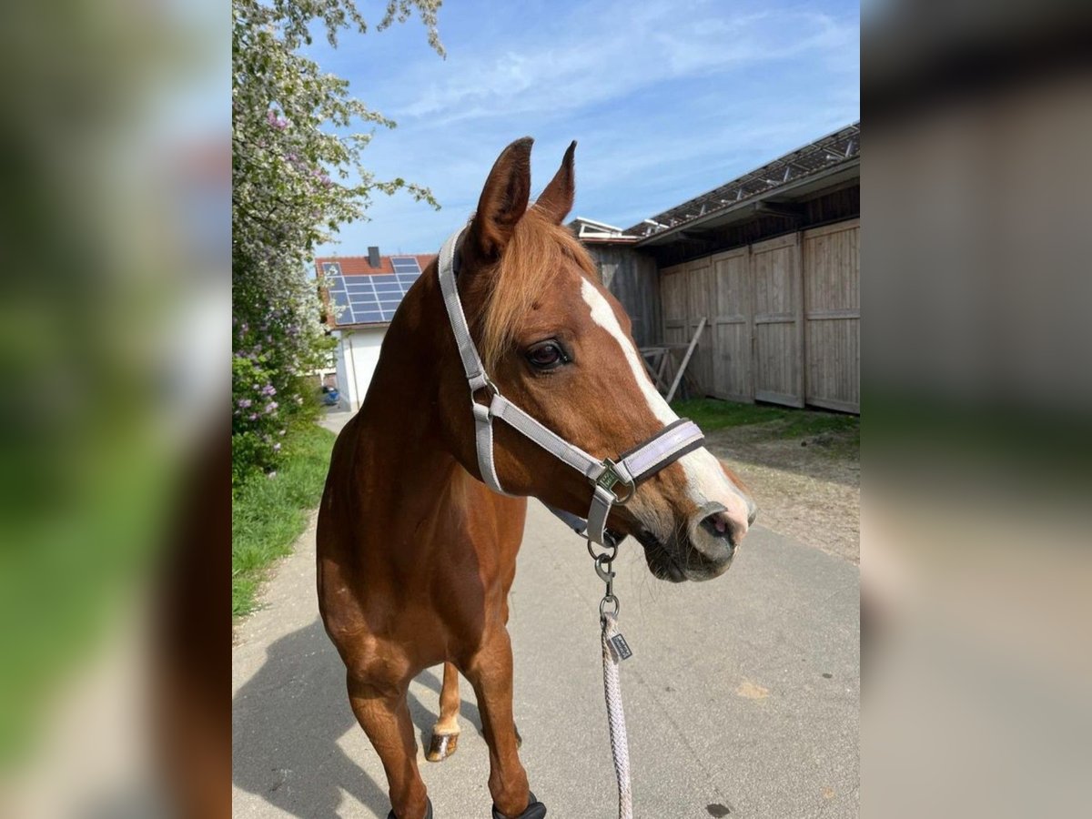 Árabe egipcio Yegua 21 años 155 cm Alazán in Niederaichbach