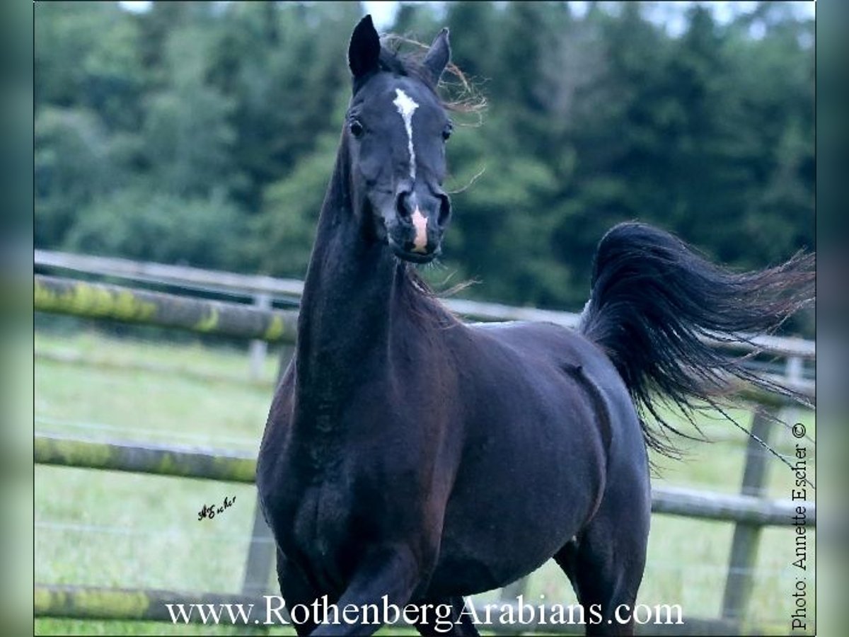 Árabe egipcio Yegua 4 años 147 cm Negro in Monheim