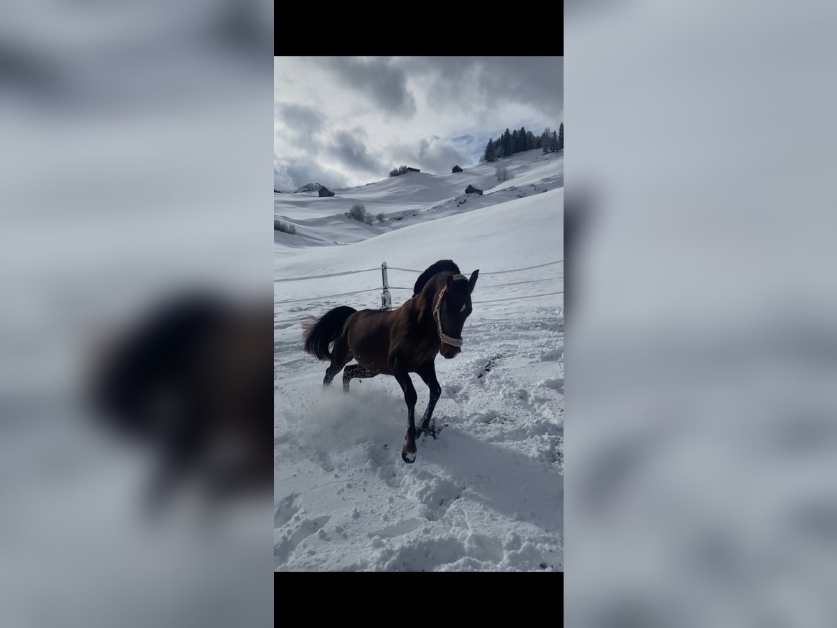 Árabe egipcio Mestizo Yegua 5 años 150 cm Alazán-tostado in Appenzell