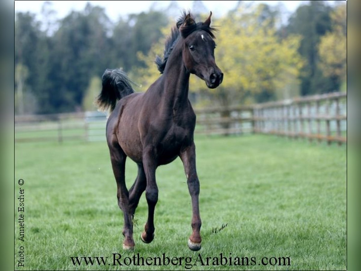 Árabe egipcio Yegua 7 años 153 cm Negro in Monheim