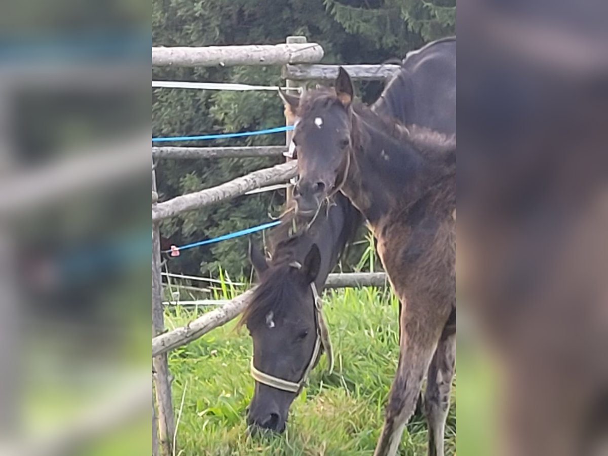 Árabe egipcio Yegua Potro (04/2024) Negro in Stallhofen