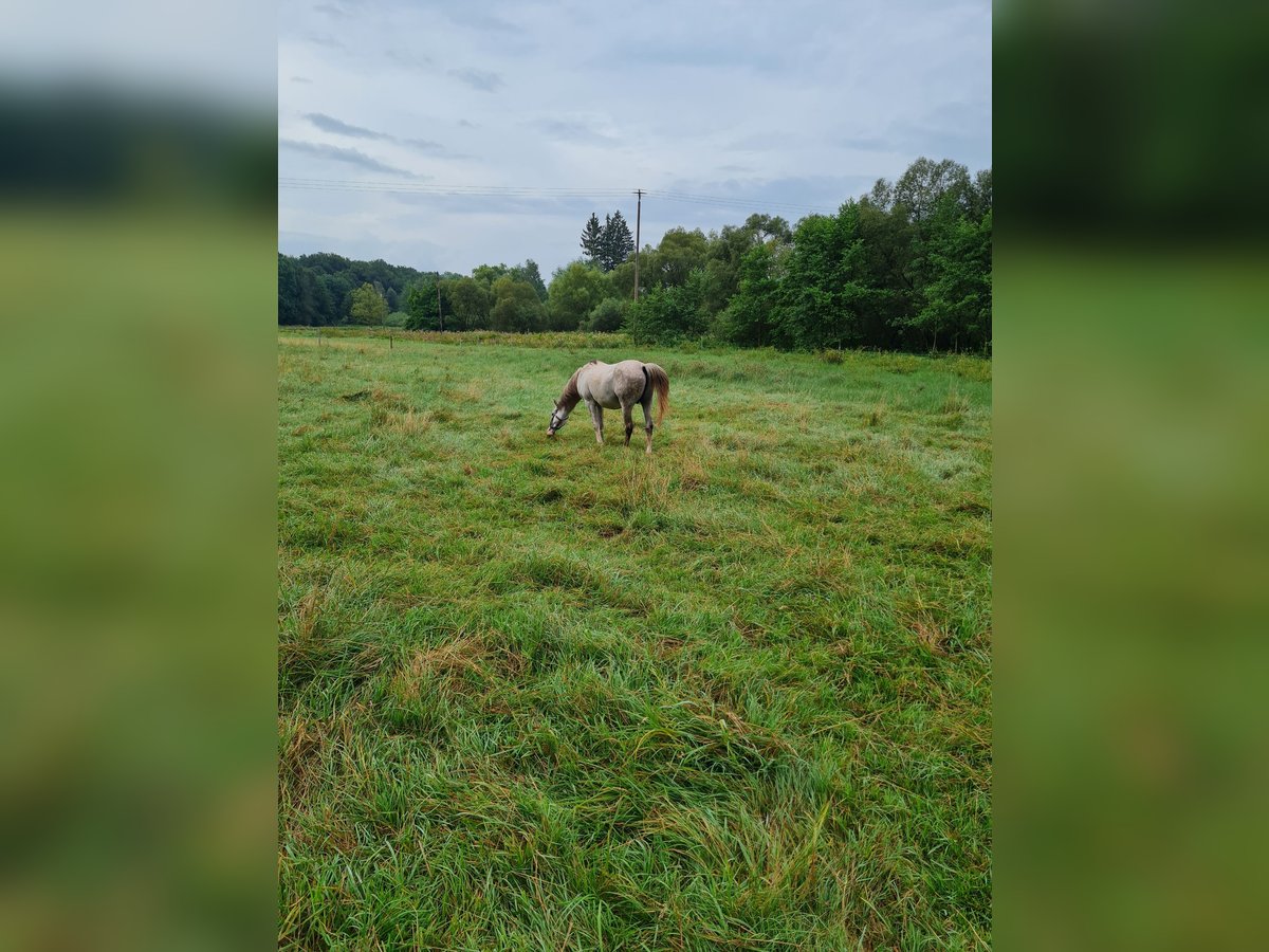 Arabe égyptien Étalon 10 Ans 154 cm Gris pommelé in Schiffweiler