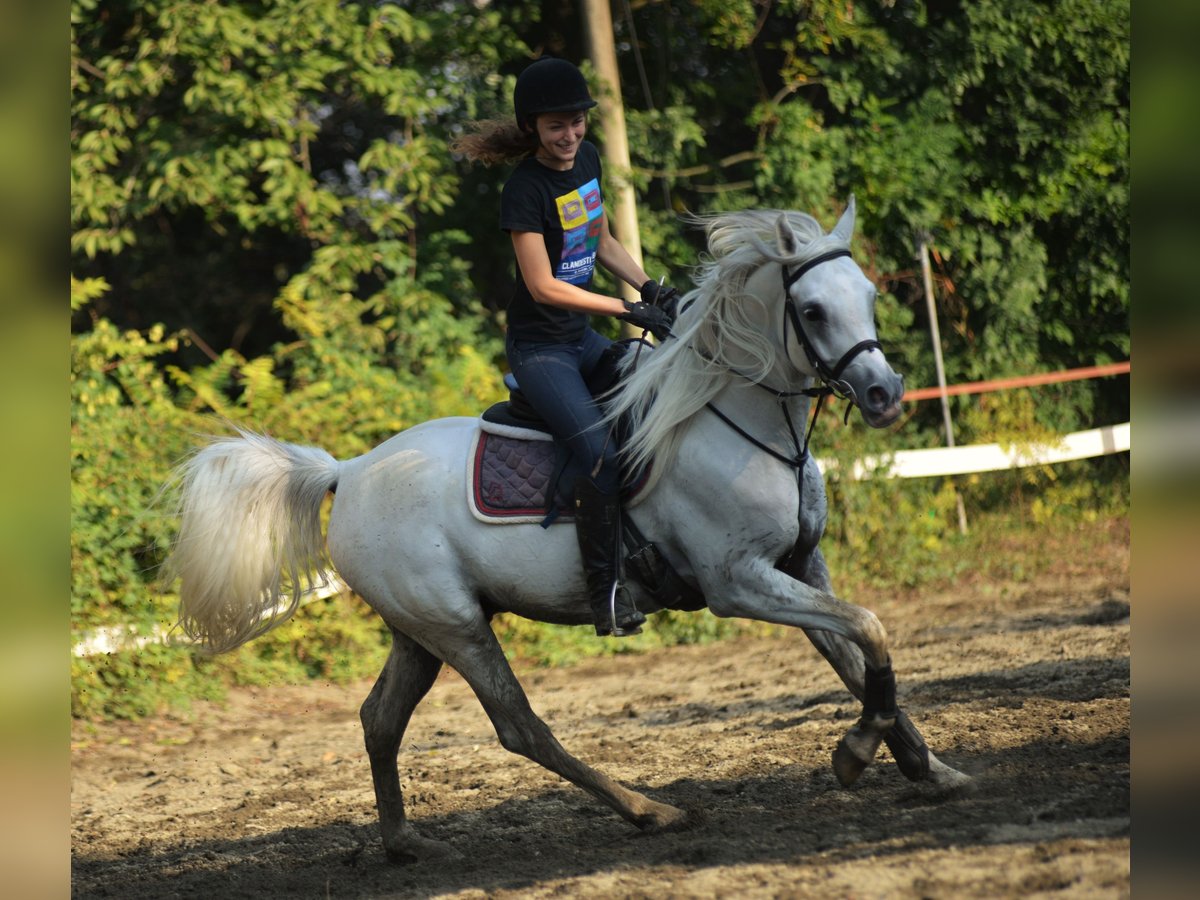 Arabe égyptien Étalon 14 Ans Gris in Morimondo