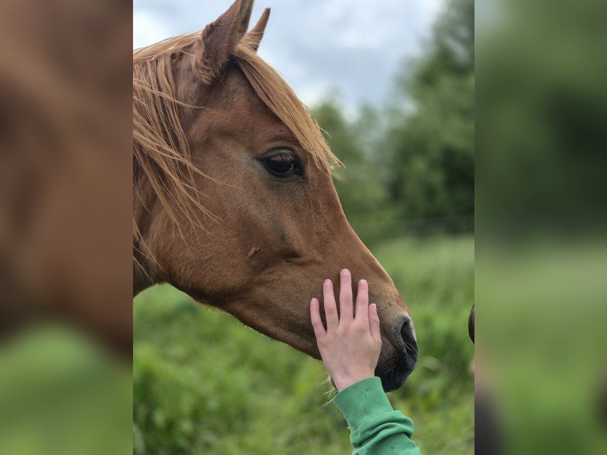 Arabe égyptien Étalon 1 Année 152 cm Alezan brûlé in Engelschoff