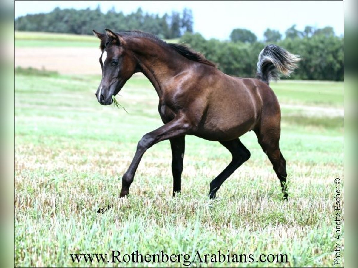 Arabe égyptien Étalon 1 Année 157 cm Noir in Monheim