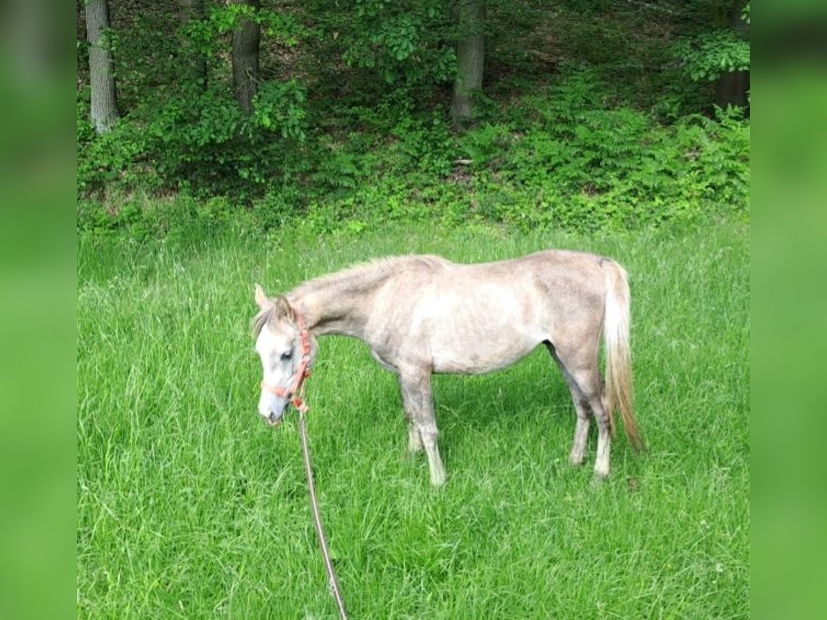 Arabe égyptien Étalon 3 Ans 155 cm Aubère in Dennheritz