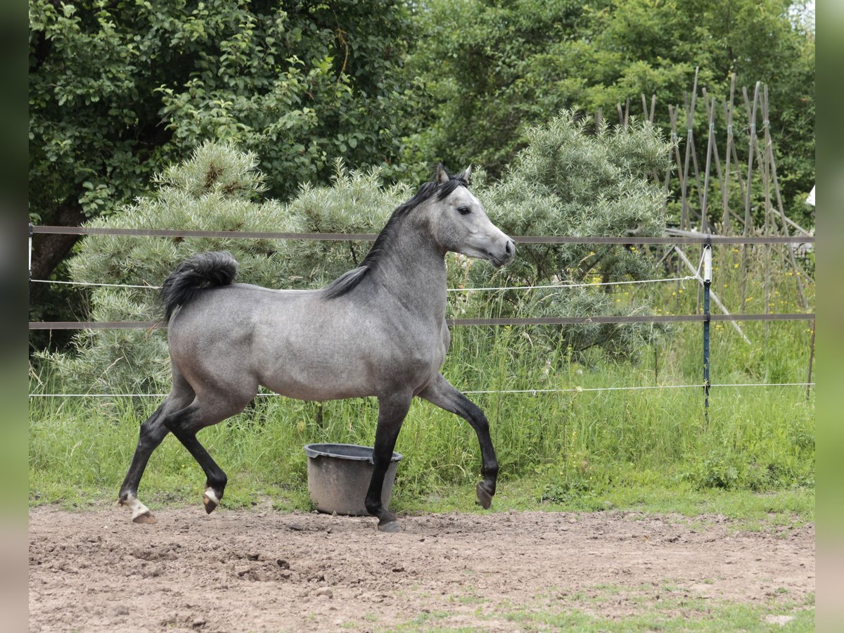 Arabe égyptien Étalon 3 Ans 155 cm Gris in Seßlach