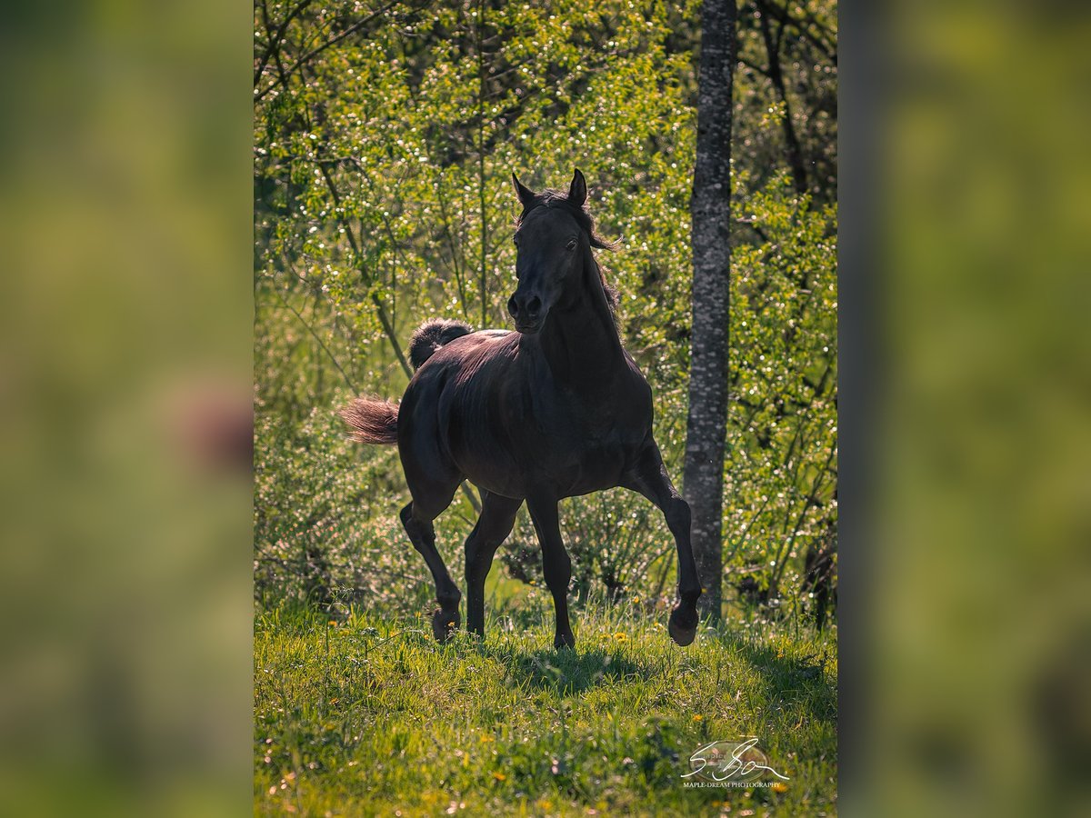 Arabe égyptien Étalon 3 Ans 155 cm Noir in Biesdorf
