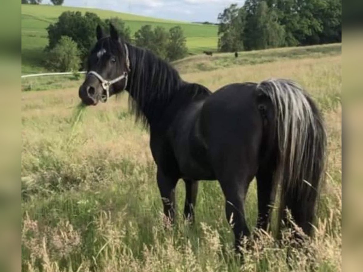 Arabe égyptien Étalon 7 Ans 152 cm Noir in Haunetal