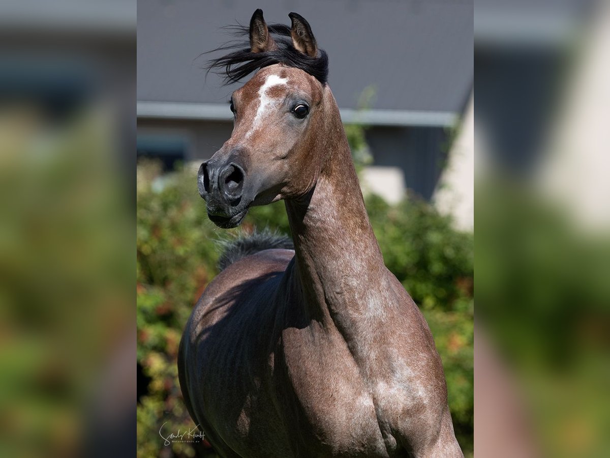 Arabe égyptien Étalon Peut devenir gris in Blankenhain
