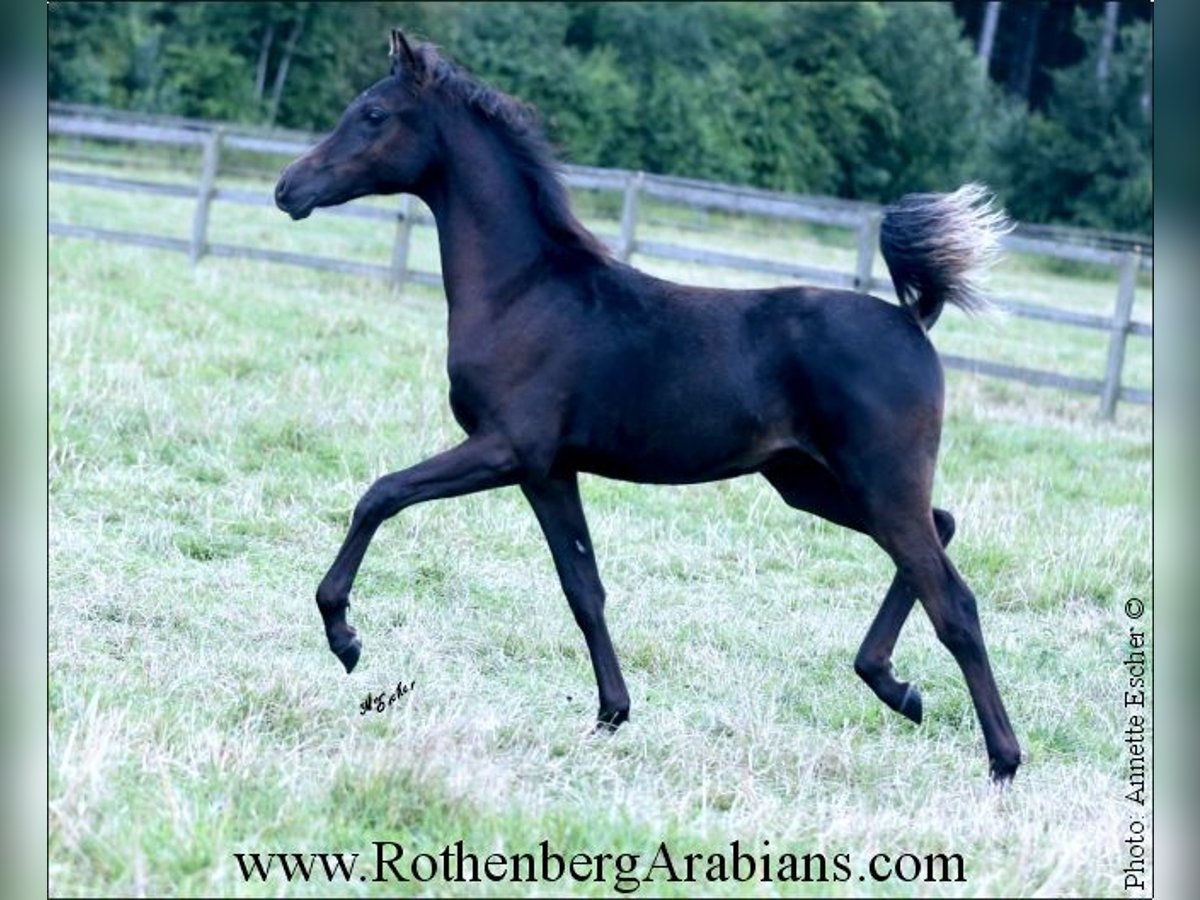 Arabe égyptien Étalon Poulain (01/2024) 154 cm Noir in Monheim