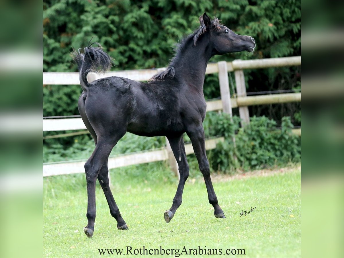 Arabe égyptien Étalon Poulain (04/2025) 154 cm Noir in Monheim