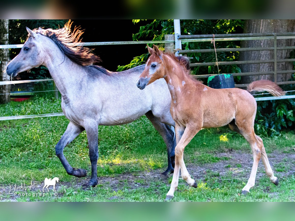 Arabe égyptien Étalon Poulain (04/2024) 155 cm Peut devenir gris in Hulsel