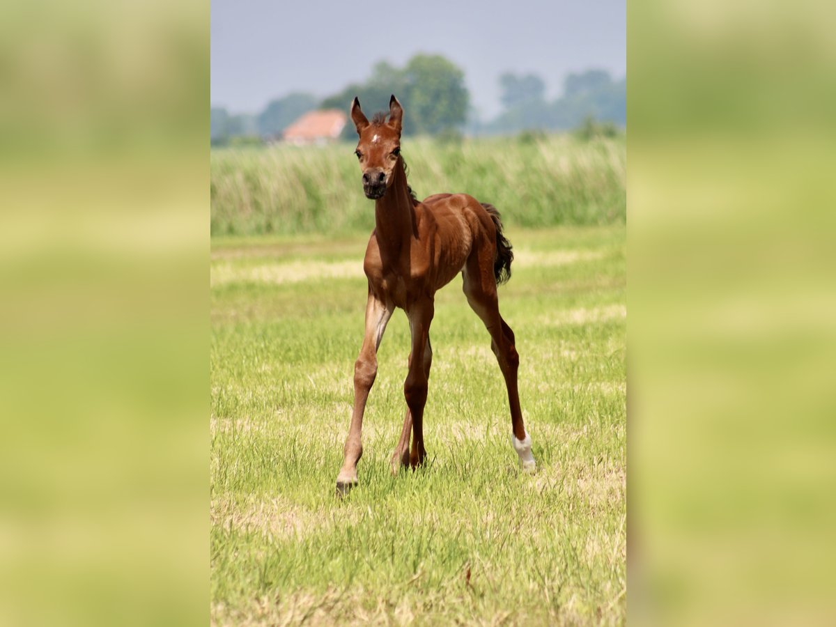 Arabe égyptien Étalon Poulain (05/2024) 156 cm Bai in Wangerland