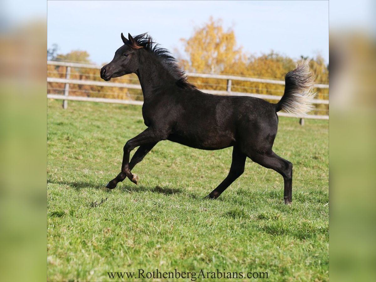 Arabe égyptien Étalon Poulain (01/2025) 157 cm Noir in Monheim