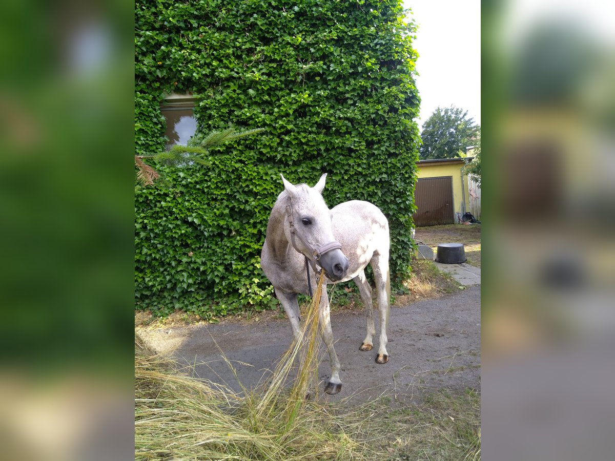Arabe égyptien Hongre 18 Ans 155 cm Gris moucheté in Warnstedt Arabe égyptien Hongre 18 Ans 155 cm Gris moucheté in Warnstedt