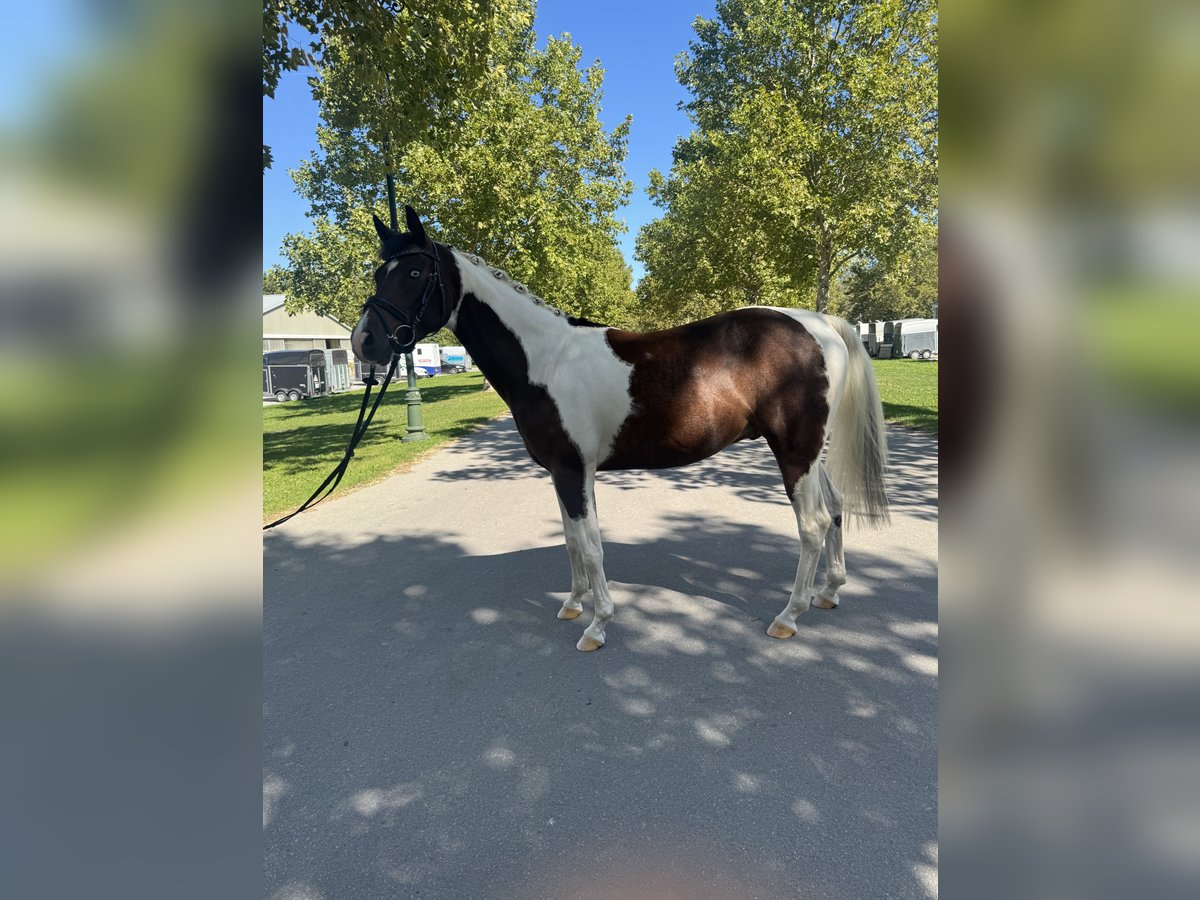 Arabe égyptien Croisé Hongre 4 Ans 156 cm Pinto in Ebreichsdorf