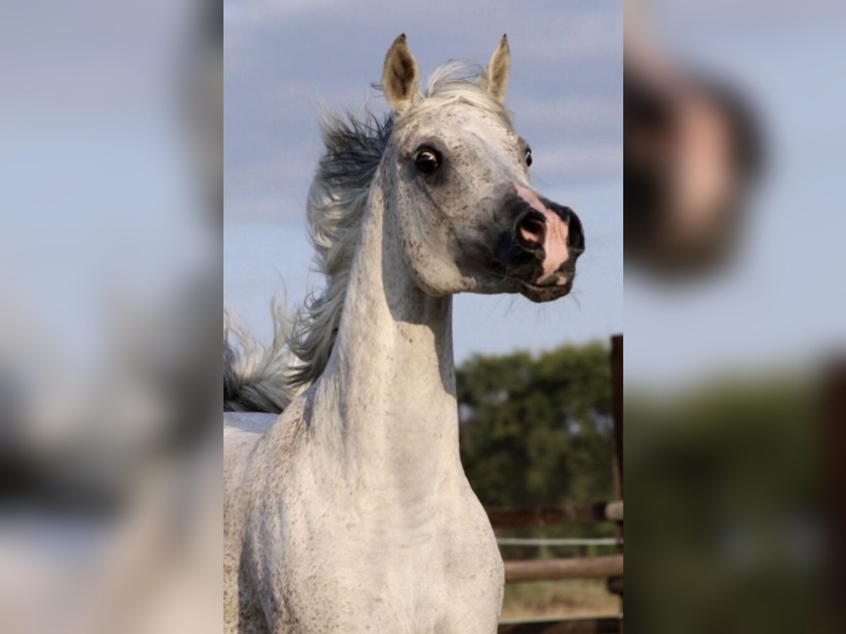 Arabe égyptien Jument 14 Ans 151 cm Gris moucheté in WittingenWittingen