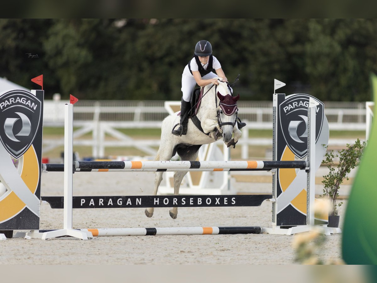 Arabe égyptien Croisé Jument 17 Ans 141 cm Gris moucheté in Cheb