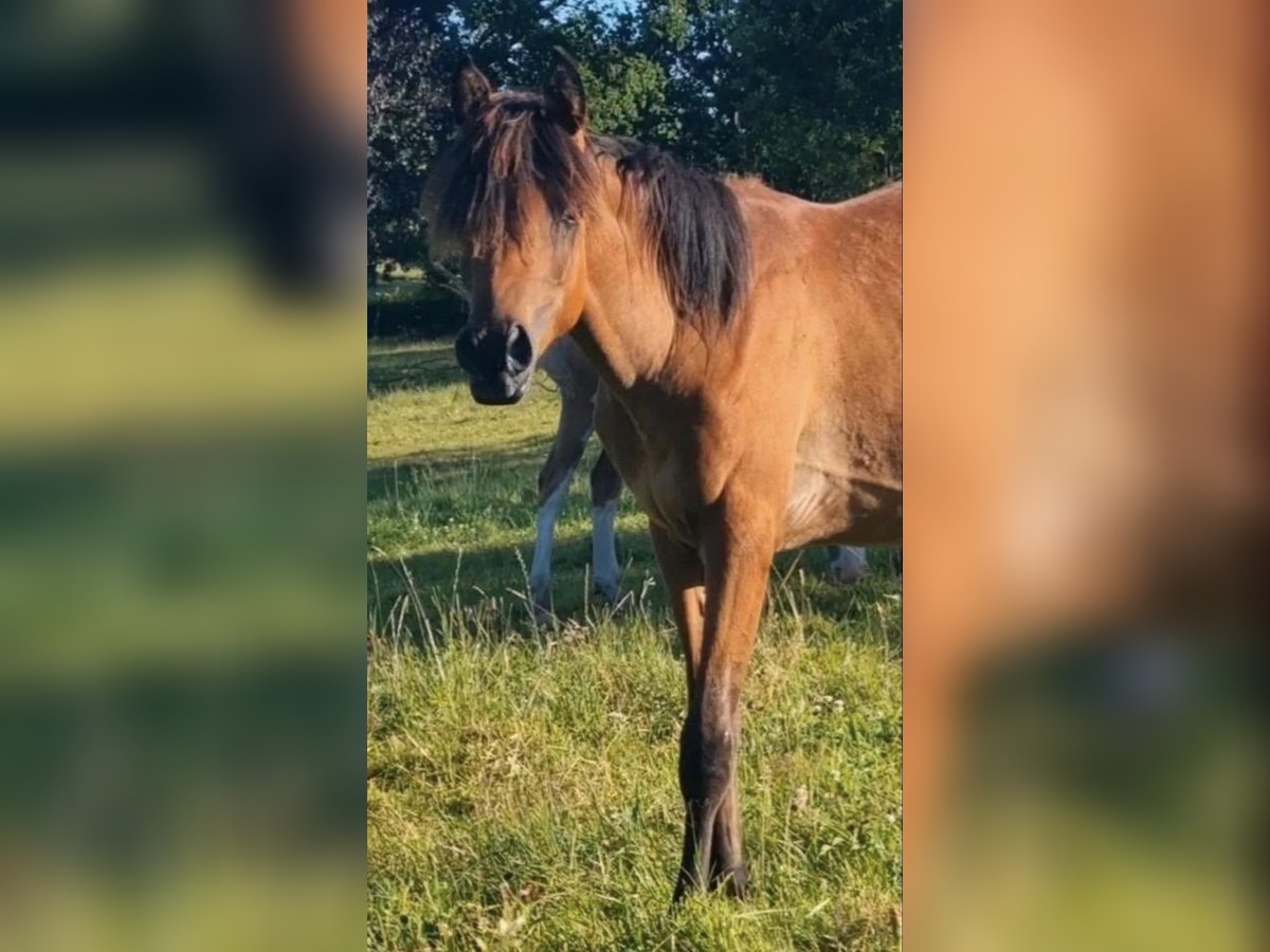 Arabe égyptien Jument 2 Ans 150 cm Rabicano in Haunetal