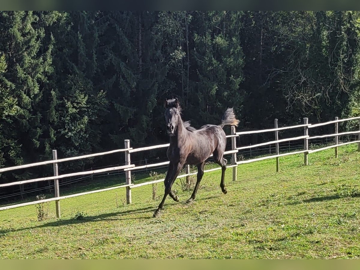 Arabe égyptien Jument 2 Ans Noir in Stallhofen