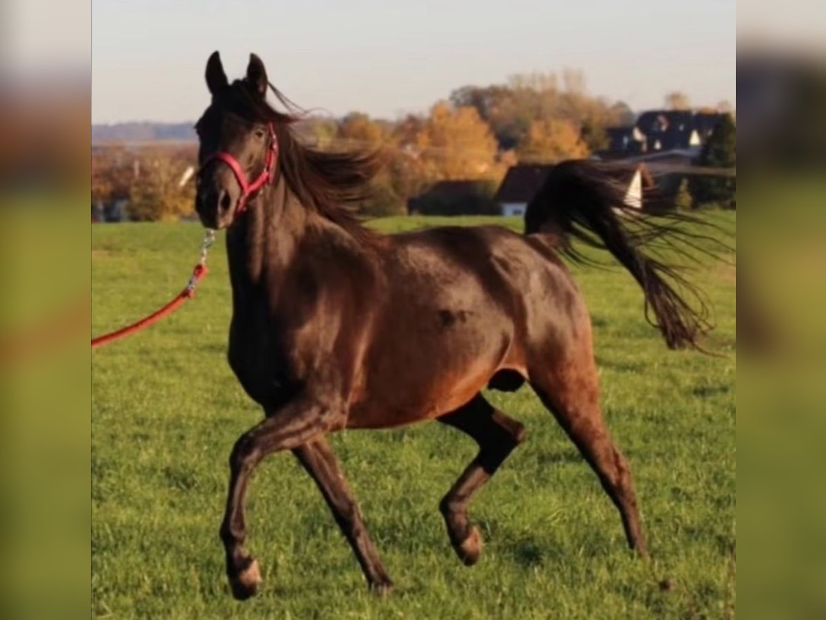 Arabe égyptien Jument 7 Ans 148 cm Noir in Ansbach