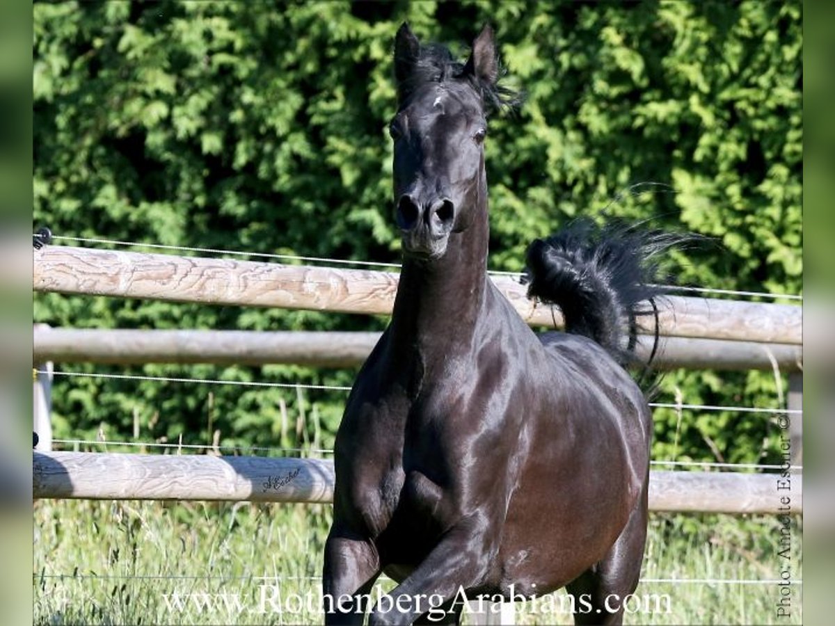 Arabe égyptien Jument 7 Ans 153 cm Noir in Monheim