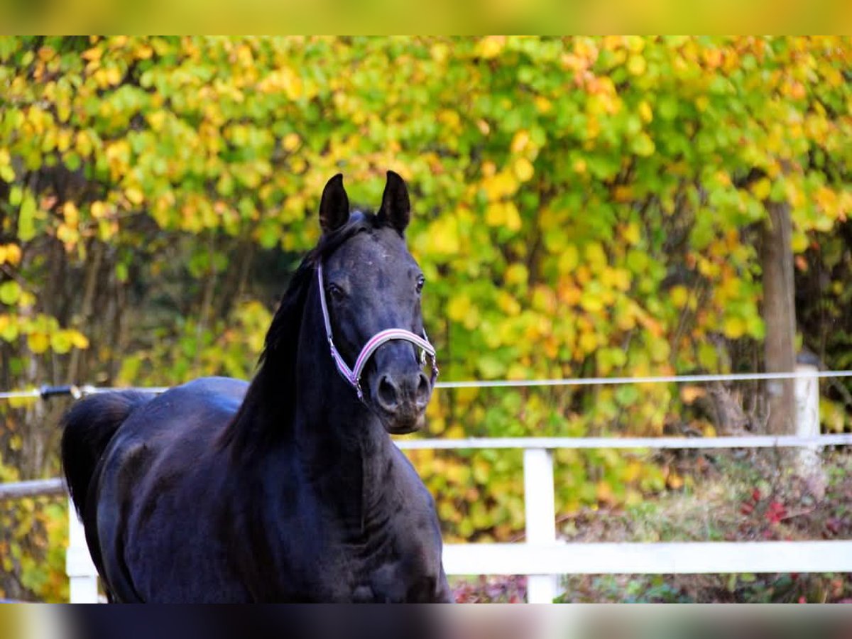 Arabe égyptien Jument 8 Ans 155 cm Noir in Plaschischen