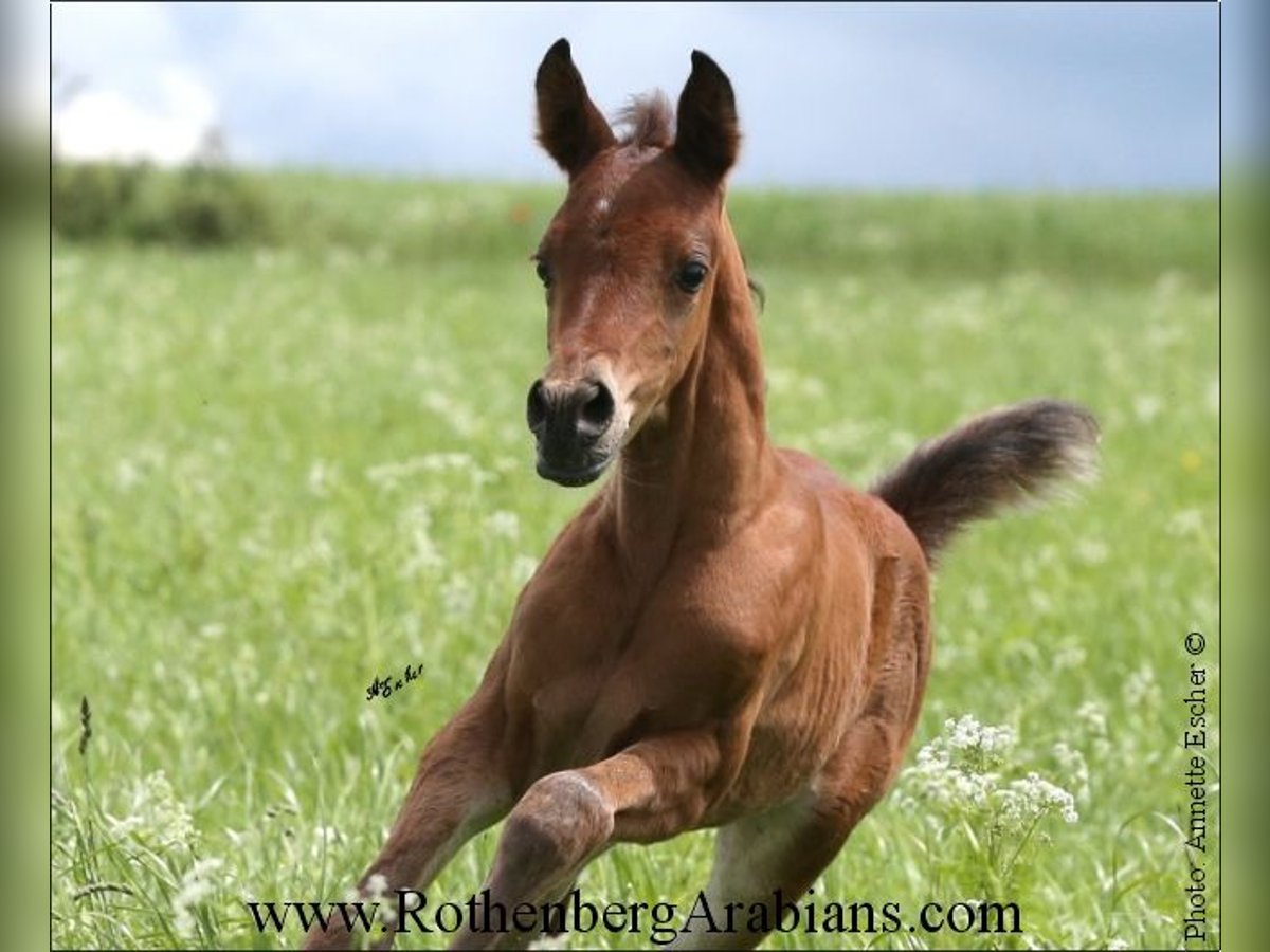 Arabe égyptien Jument Poulain (05/2024) 153 cm Bai in Monheim