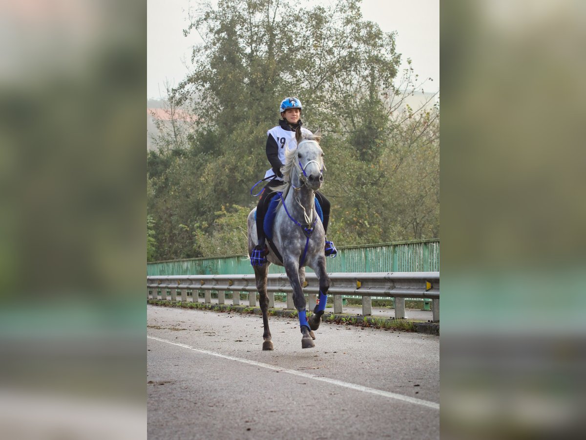 Árabe Shagya Caballo castrado 13 años 160 cm Tordo rodado in Tona