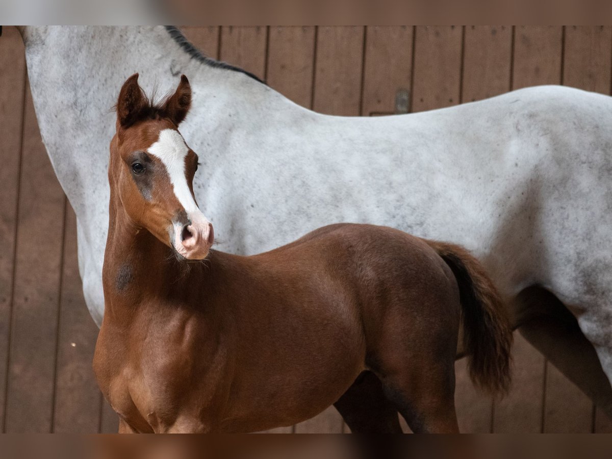 Árabe Shagya Caballo castrado 1 año 160 cm Musgo in Königswinter