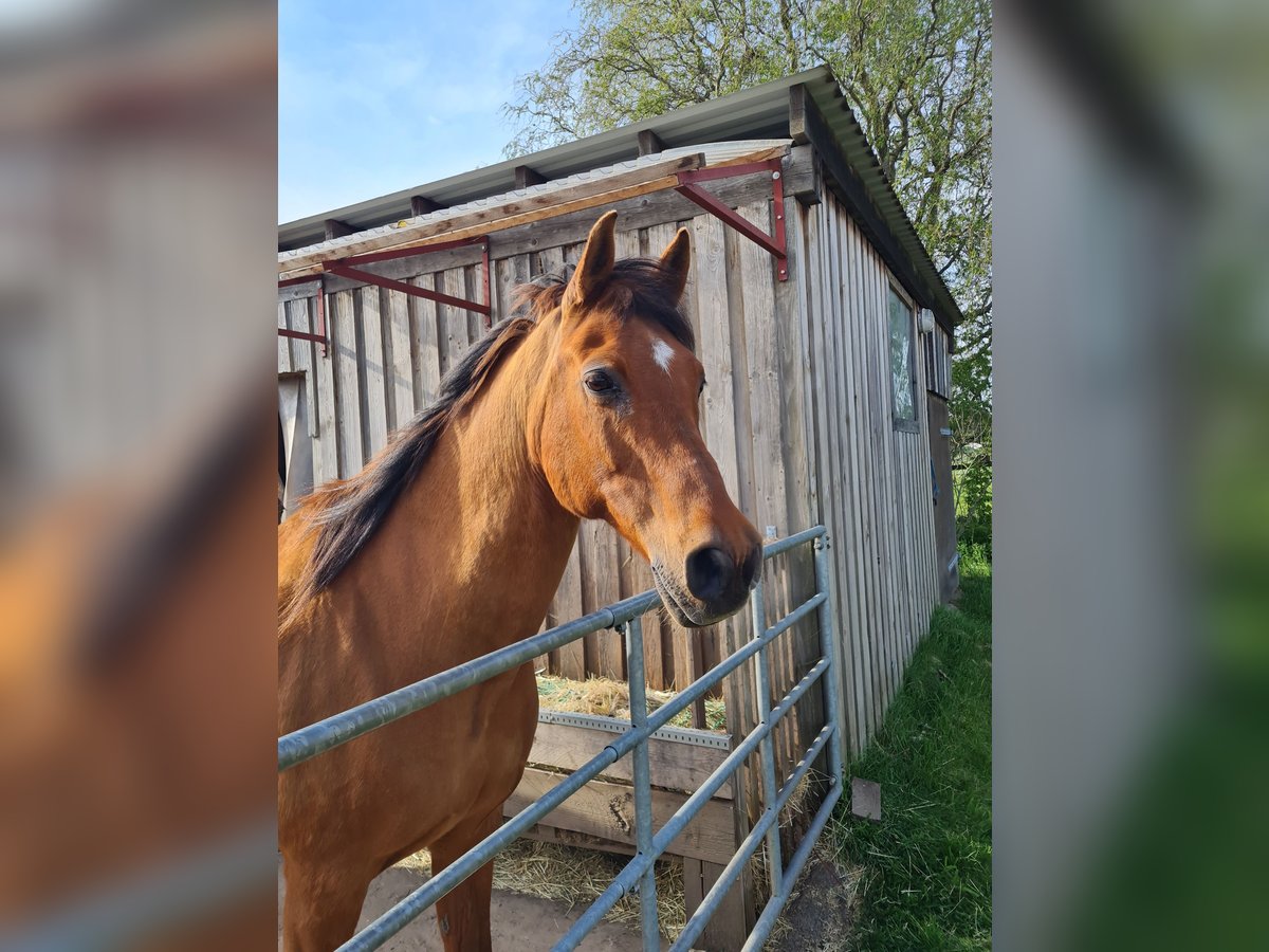 Árabe Shagya Mestizo Caballo castrado 23 años 165 cm Castaño in Sassenburg