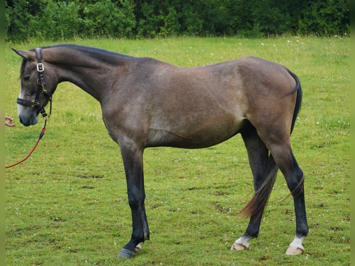 Árabe Shagya Caballo castrado 3 años 161 cm Tordo in Rotenburg an der Fulda