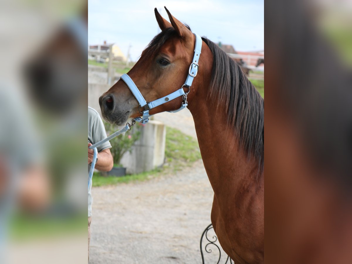 Árabe Shagya Caballo castrado 4 años 151 cm Castaño in Neuhaus in der Wart