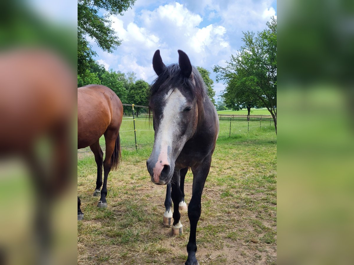 Árabe Shagya Caballo castrado 4 años 160 cm in Kümmersbruck