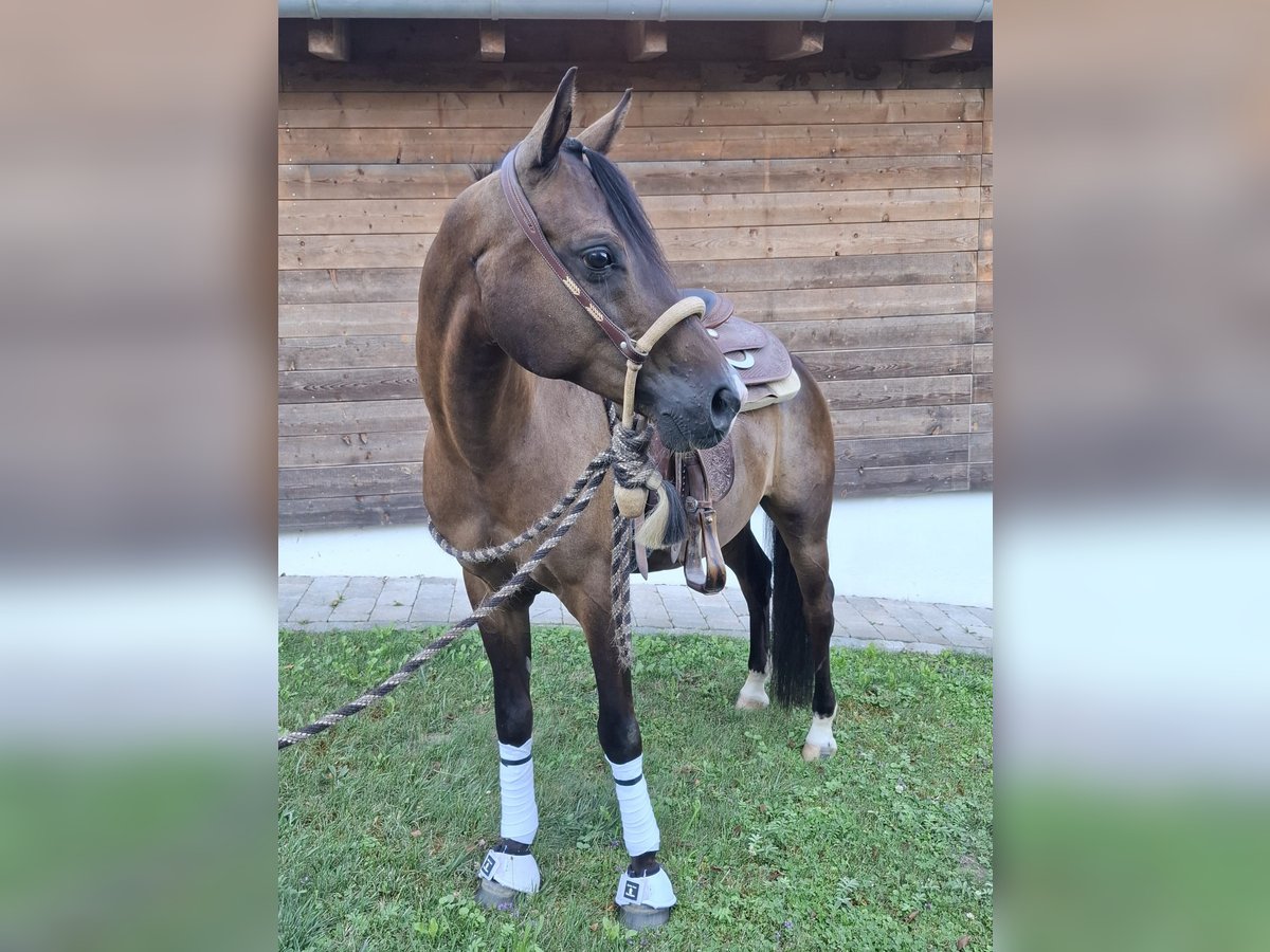 Árabe Shagya Caballo castrado 7 años 150 cm Castaño in Oberbergkirchen