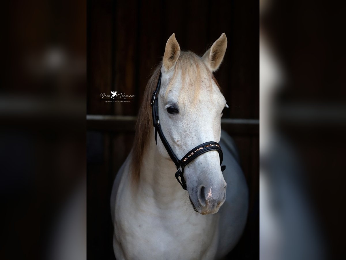 Árabe Shagya Caballo castrado 8 años 152 cm Tordo in Versmold