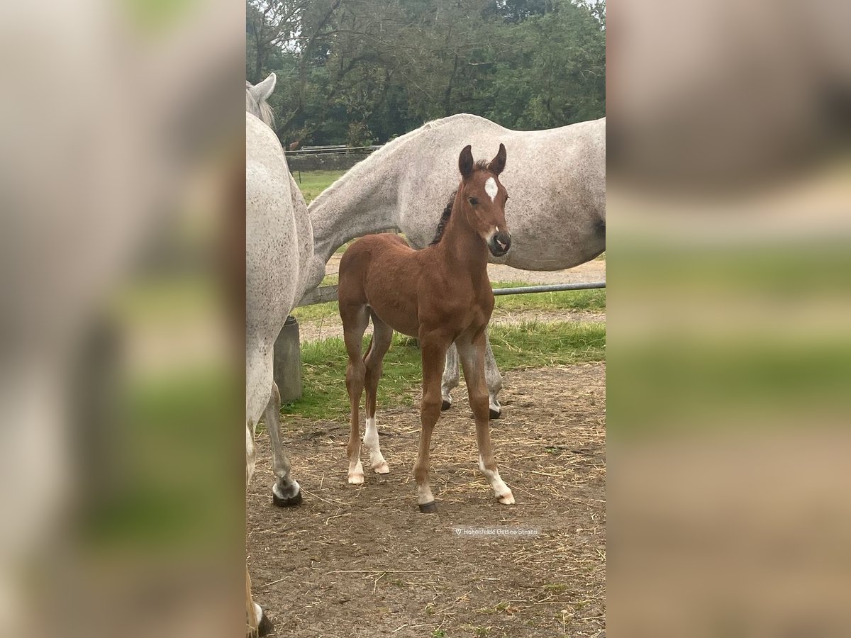 Árabe Shagya Semental 1 año 157 cm Castaño claro in K&#xF6;hn