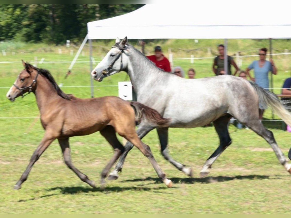 Árabe Shagya Semental 1 año 157 cm Musgo in Rotenburg an der Fulda