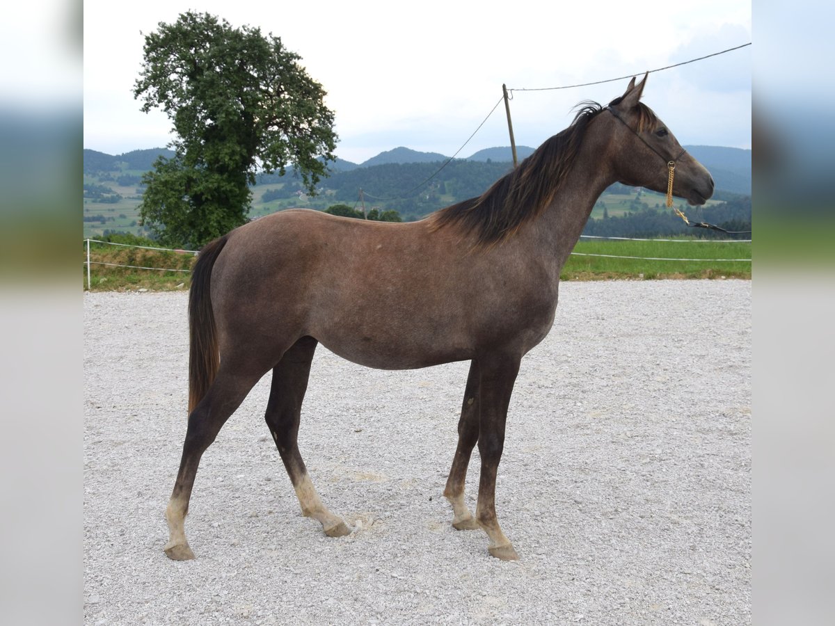 Árabe Shagya Semental 1 año 158 cm Tordo in Pragersko